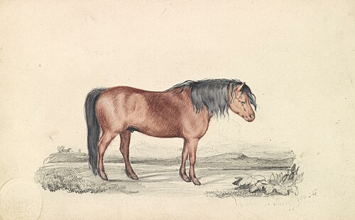 Shetland Pony, 1837, James Stewart