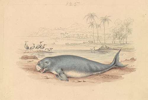 The Dugong, 1837, James Stewart