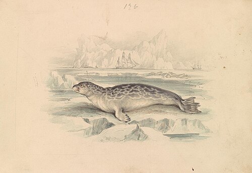 The Ringed Seal, 1837, James Stewart