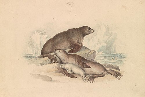 Steller Sea Lion, 1837, James Stewart