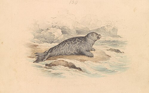 The Ringed Seal, 1837, James Stewart