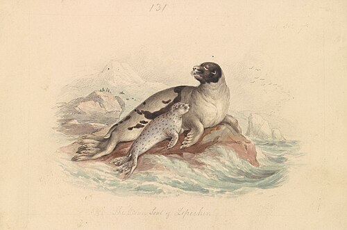 The Ocean Seal of Lepechin, 1837, James Stewart