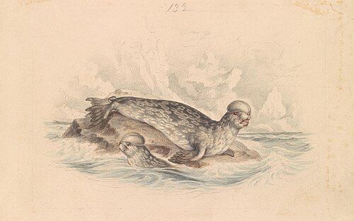 The Crested Seal, 1837, James Stewart