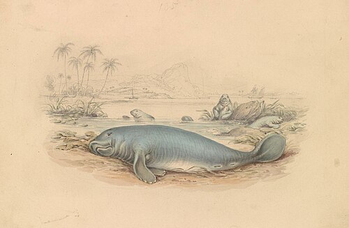 The West Indian Manatee, 1837, James Stewart