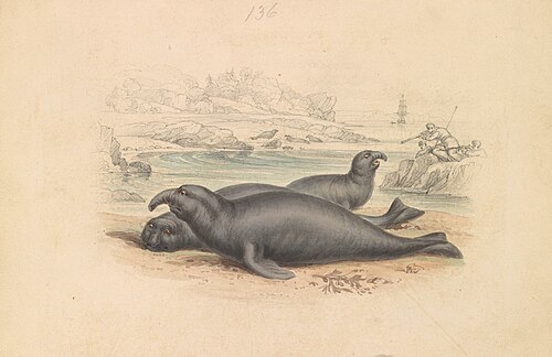 The Elephant Seal, 1837, James Stewart
