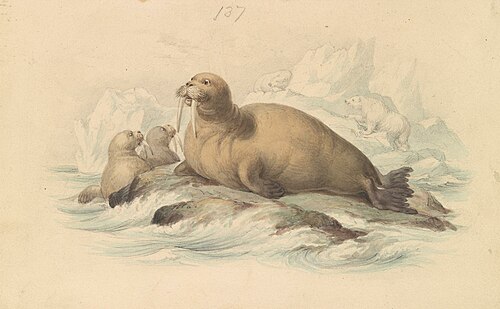 Walruses, 1837, James Stewart