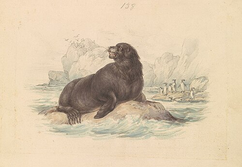 South American Sea Lion, 1837, James Stewart