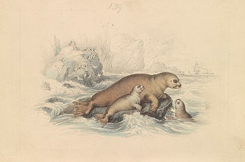 The Steller Sea Lion, 1837, James Stewart