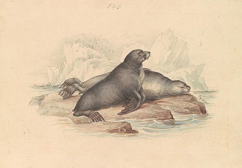 New Zealand Fur Seal or Southern Fur Seal, 1837, James Stewart