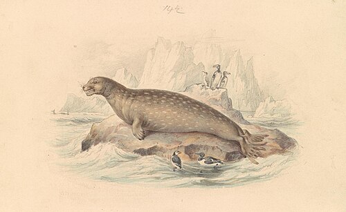 The Leopard Seal, 1837, James Stewart