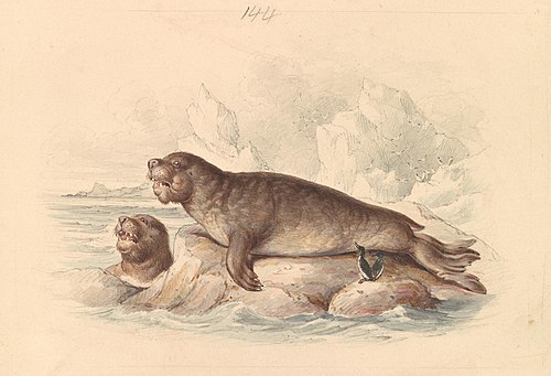 Female Elephant Seal, 1837, James Stewart