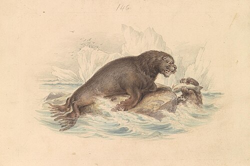 South American Sea Lion, 1837, James Stewart