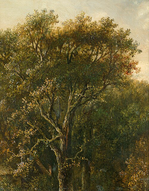 Wooded area with oak tree, 1850, Carl Gustav Carus