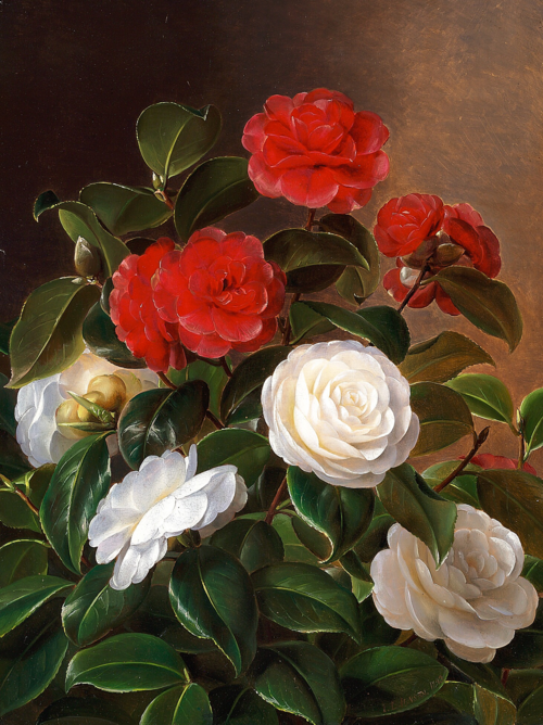 Red and white camellia, 1843, Johan Laurentz Jensen