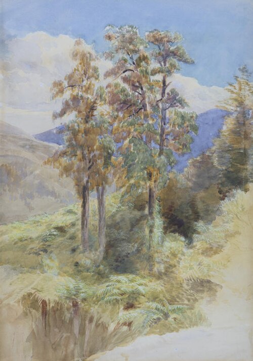 Rimu Trees - Riwaka, , John Gully