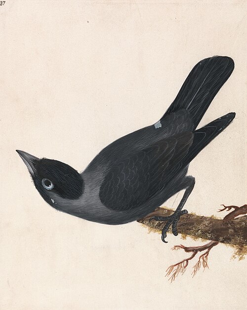Crow: Jackdaw, 1790, John William Lewin