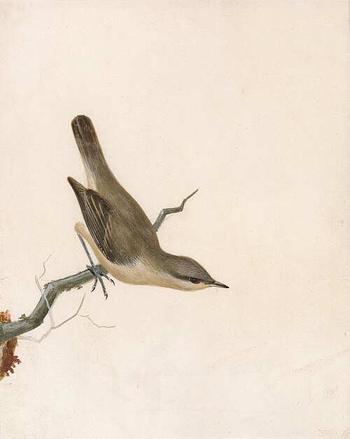 Warbler: Reed Wren, 1790, John William Lewin