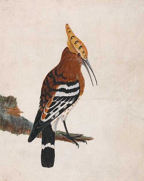 Hoopoe: Common Hoopoe, 1790, John William Lewin