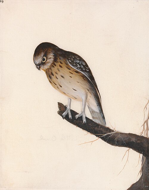 Owl: Little Owl, 1790, John William Lewin