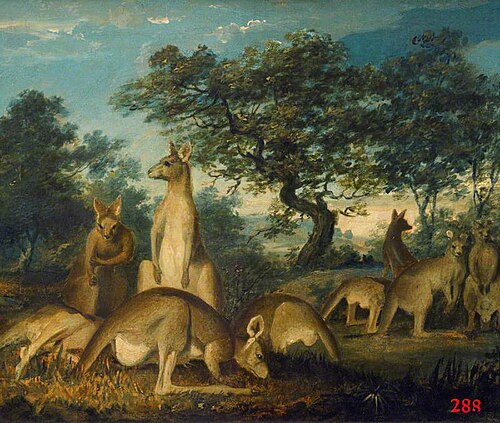 Kangaroos, 1800, John Lewin