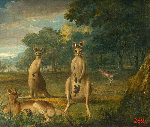Kangaroos, 1800, John Lewin