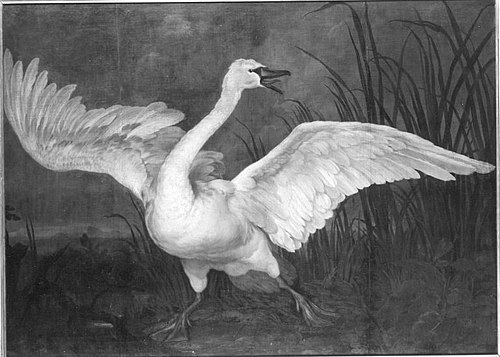 Fliehender Schwan, 1636, Jan Fyt