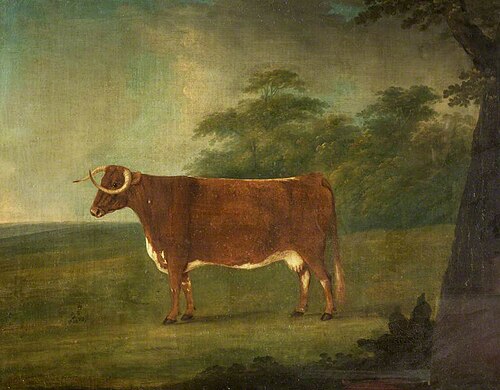Longhorn-Staffordshire Cross Heifer, 1795, John Nost Sartorius