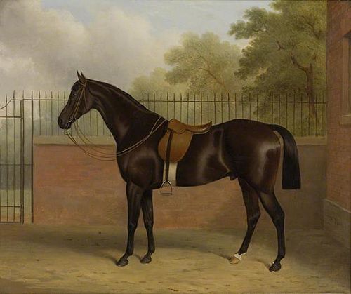 Bay Stallion, 1874, John Paul