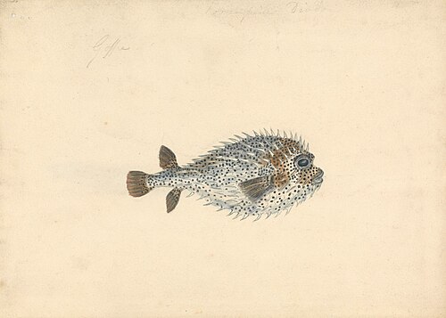 A Porcupine Fish, 1900, John Smart