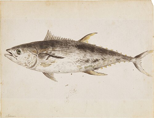 An Albacore, 1900, John Smart