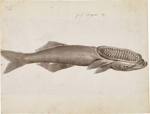 A Sucking Fish, 1900, John Smart