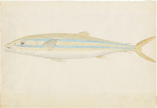 A study of fish, 1900, John Smart