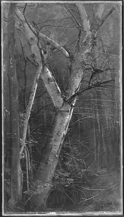 Birches, 1855, William Hart