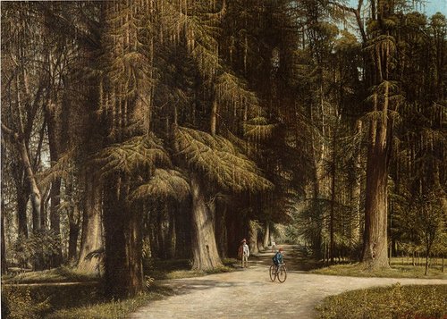 Crossroad in the Forest, , Julius Robert Hoening