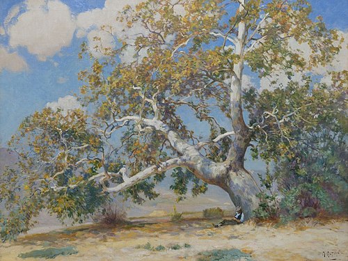 California Sycamore, 1929, Mathias Joseph Alten