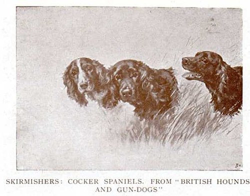 Skirmishers, cocker spaniels, 1905, Maud Earl