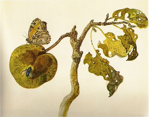 Butterfly and Blue Fly, 1680, Rochus van Veen