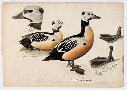 Steller's Eider, Male, 1837, Magnus von Wright