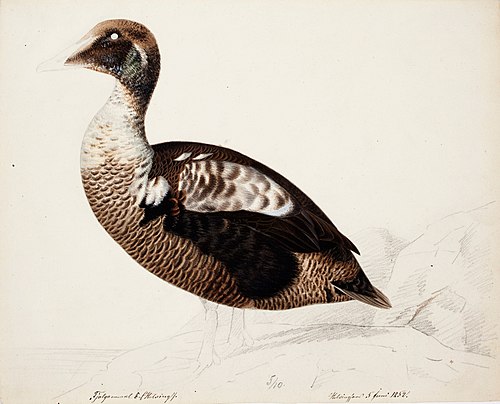 Common Eider ; unfinished, 1852, Magnus von Wright