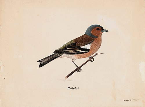 Finch, , Magnus von Wright