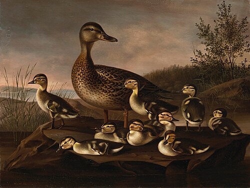 Mallard Ducklings, 1841, Magnus von Wright