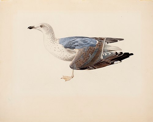 European Herring Gull, 1837, Magnus von Wright