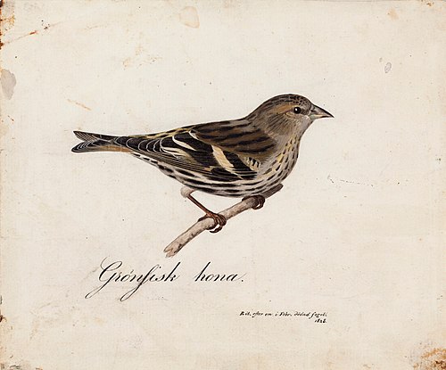 Eurasian Siskin, Female, 1828, Magnus von Wright