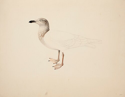 Young European Herring Gull ; unfinished, 1836, Magnus von Wright