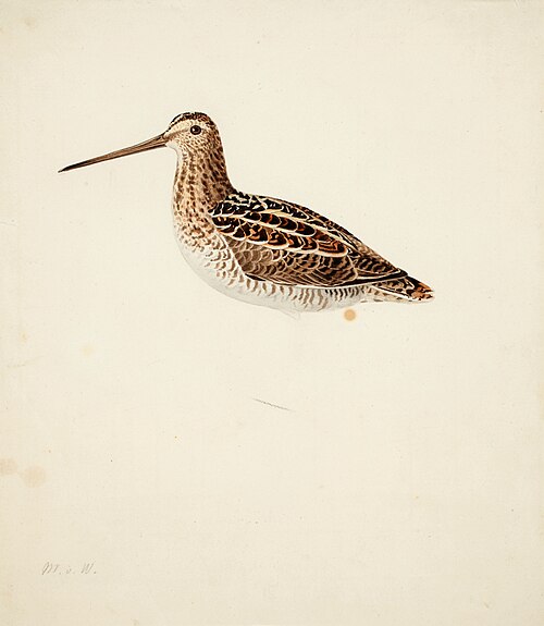Common Snipe ; unfinished, 1841, Magnus von Wright