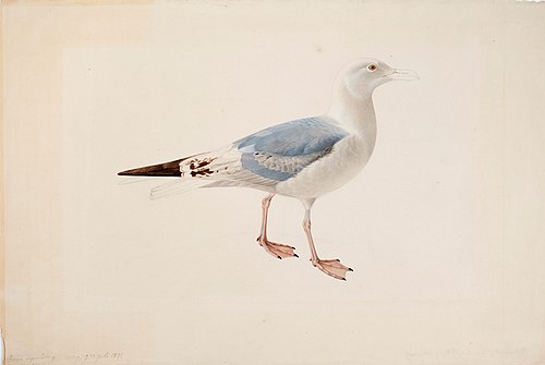 European Herring Gull, 1835, Magnus von Wright