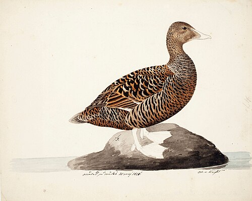 Common Eider ; unfnished, 1828, Magnus von Wright