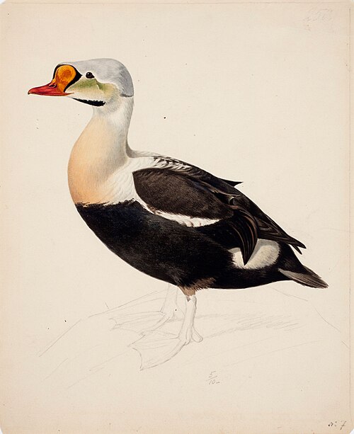 King Eider ; unfinished, , Magnus von Wright