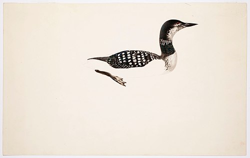 Great Northern Loon ; unfinished, 1836, Magnus von Wright