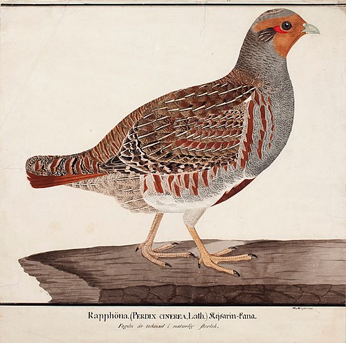 Grey Partridge, 1824, Magnus von Wright